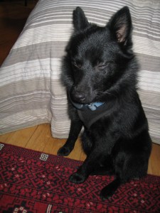 Dharma Sackler"I prefer horse poop."