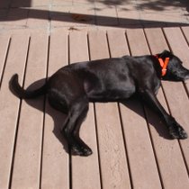 An effective restraint device?