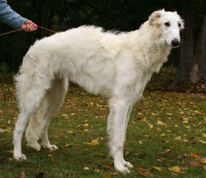 Borzoi, or Russian Wolfhound