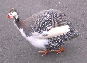 Guinea Fowl.  Proof that god has a sense of humor.