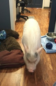 Huey, making himself at home